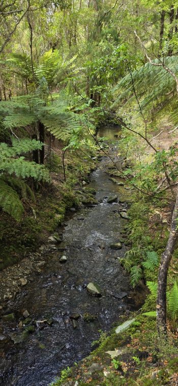 Gollans Stream - 2026 - © wainuiomata.net